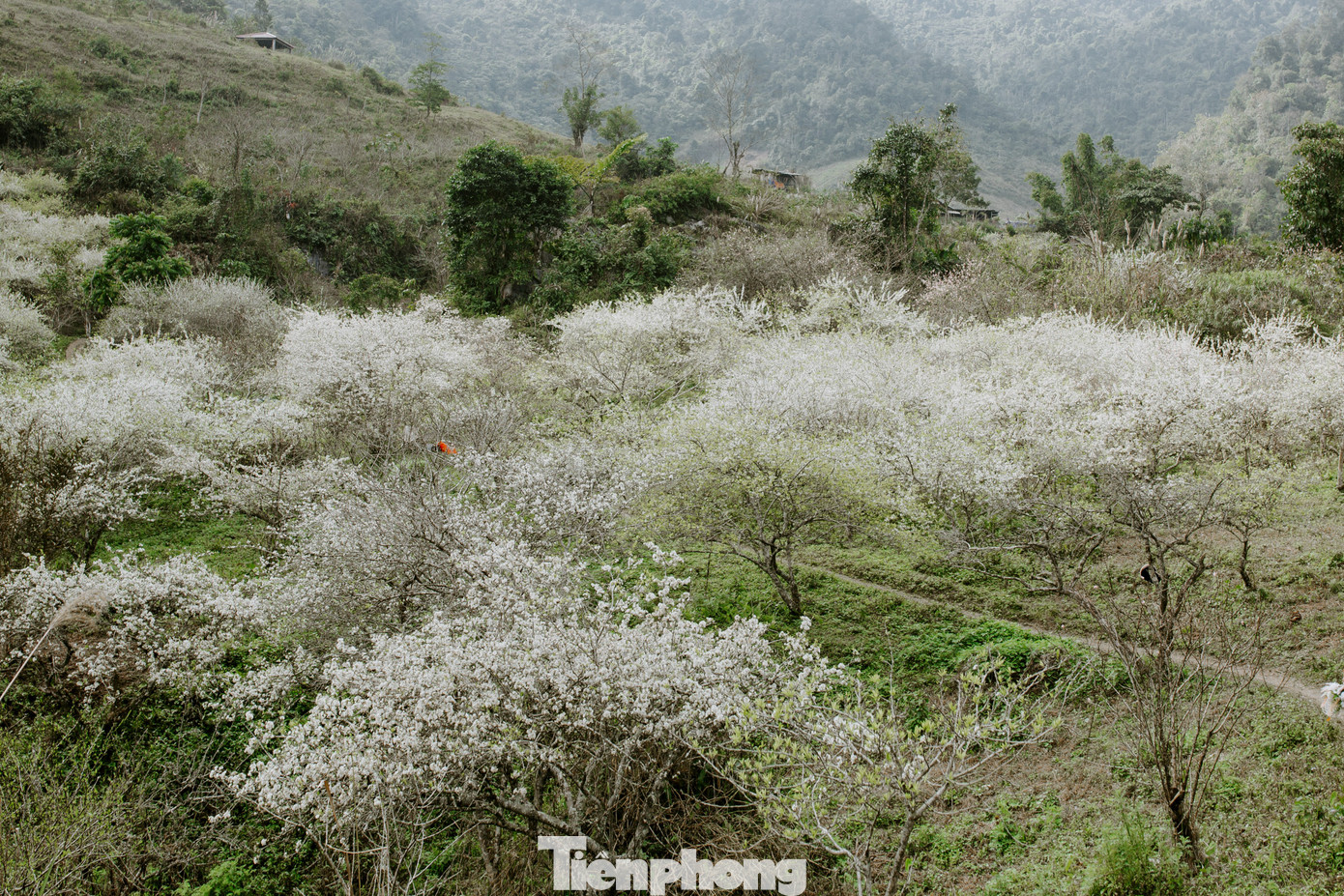 Mùa này, một điểm du lịch hấp dẫn cách thành phố Vinh, khoảng 300km về phía Tây đó là Mường Lống (huyện Kỳ Sơn, Nghệ An), nơi nổi tiếng với mùa hoa mận nở trắng đẹp như "thiên đường" thu hút rất nhiều du khách về trải nghiệm, lưu giữ những khoảnh khắc đẹp.