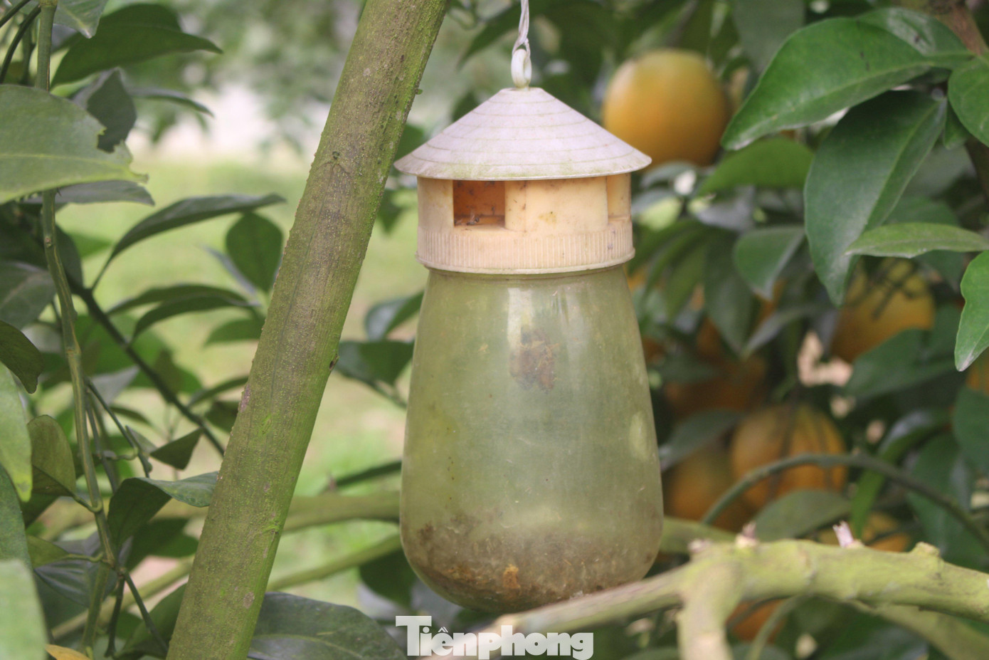 Người dân dùng bẫy để bắt côn trùng thay vì dùng thuốc trừ sâu. Người dân dùng bẫy để bắt côn trùng thay vì dùng thuốc trừ sâu.