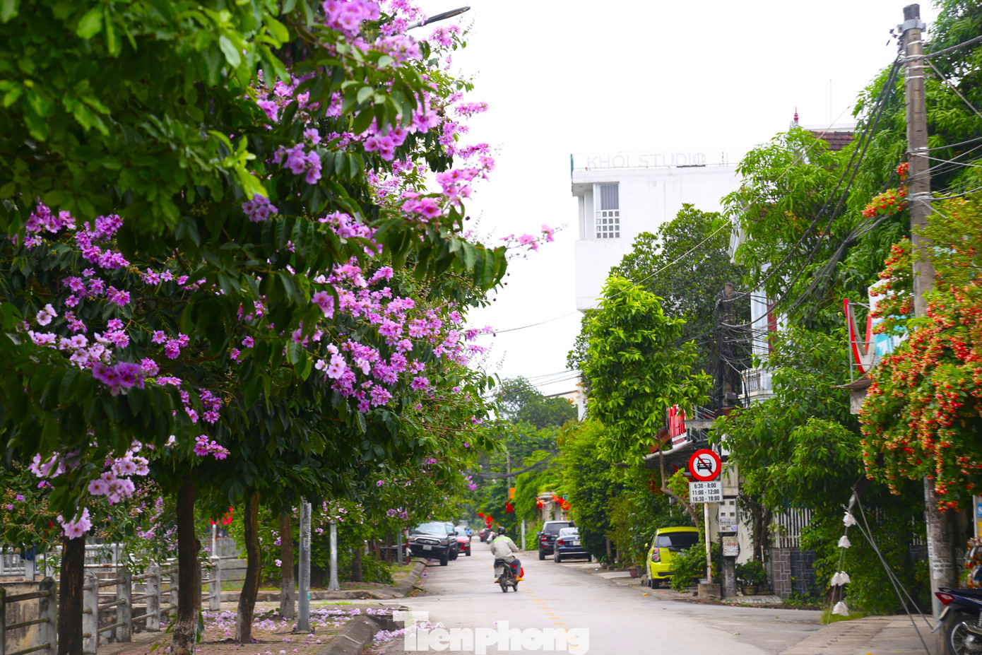 Bằng lăng - loài hoa từng gây “thương nhớ” cho bao thế hệ học trò với những kỷ niệm đẹp, nay lại là trở thành những điểm xuyết đáng yêu cho nhiều con phố hiện đại.