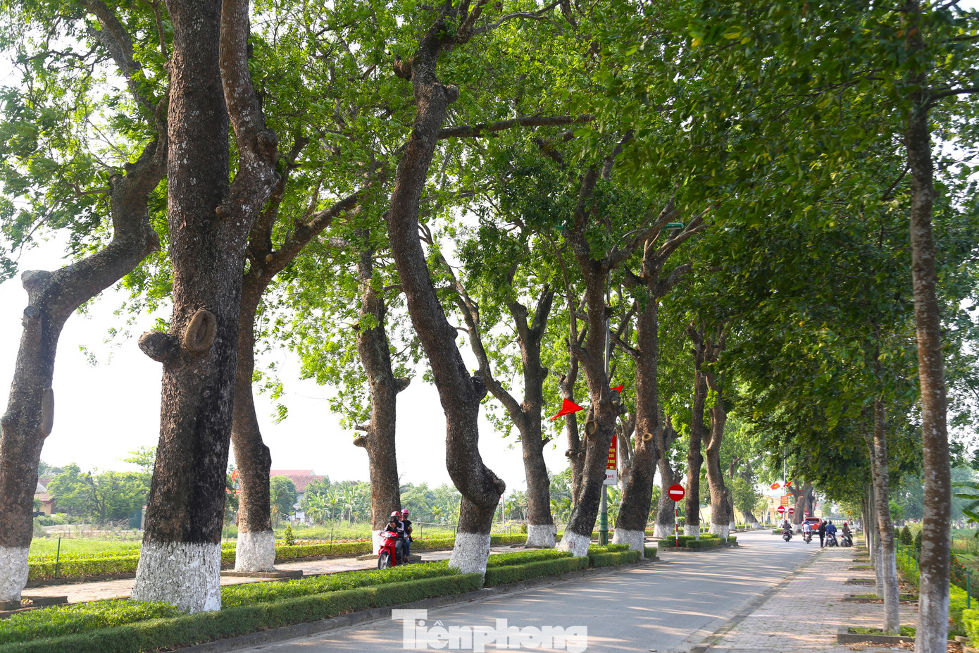 Từ lâu, hàng cây xà cừ đã trở thành một biểu tượng đẹp ở quê hương Người.