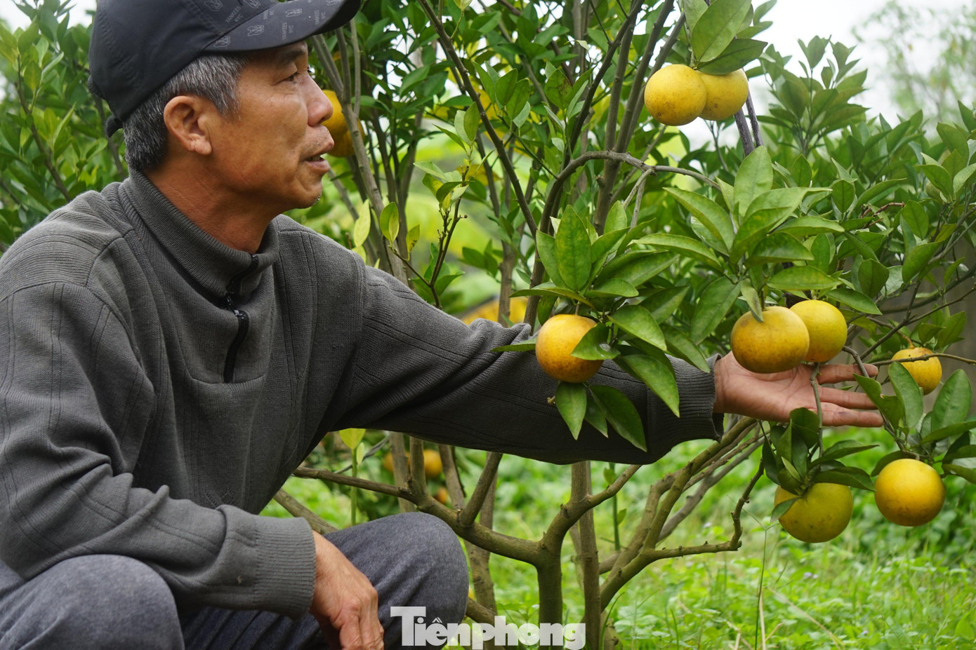 Vườn cam Xã Đoài của gia đình ông Nguyễn Văn Thọ có gần 60 gốc vừa qua do mưa lớn nên nước ngập. Ngâm nước lâu ngày khiến bộ rễ của cây cam ảnh hưởng. Lũ rút, những cây cam bắt đầu xuất hiện tình trạng rụng quả. Vườn cam Xã Đoài của gia đình ông Nguyễn Văn Thọ có gần 60 gốc vừa qua do mưa lớn nên nước ngập. Ngâm nước lâu ngày khiến bộ rễ của cây cam ảnh hưởng. Lũ rút, những cây cam bắt đầu xuất hiện tình trạng rụng quả.