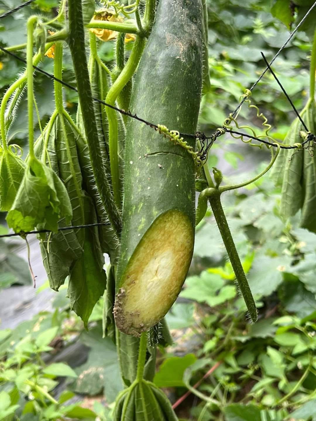 Nhiều quả bí bị kẻ gian chặt ngang. Nhiều quả bí bị kẻ gian chặt ngang.