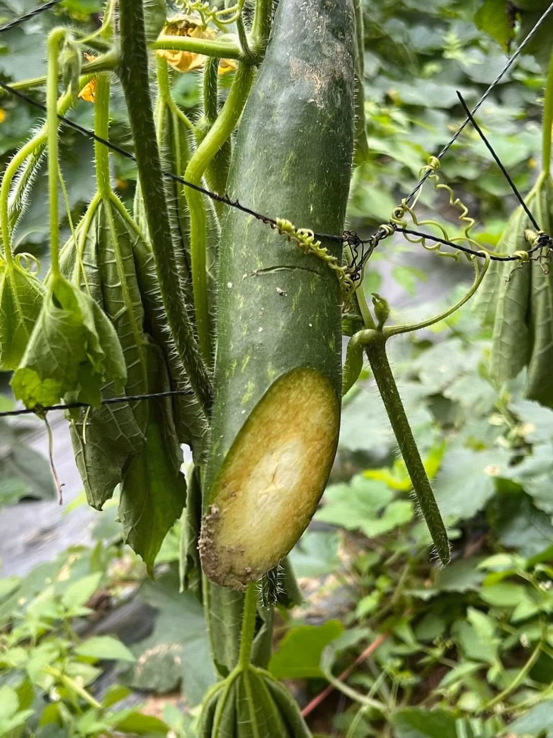 Nhiều quả bí bị kẻ gian chặt ngang.