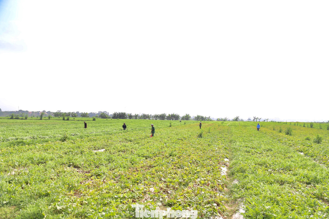 Trên cánh đồng dưa ở xã Thượng Tân Lộc (huyện Nam Đàn, Nghệ An), bà con nông dân đang tập trung thu hoạch dưa hấu. Vụ dưa năm nay, toàn xã trồng 195ha dưa hấu, trong đó, có khoảng 70ha dưa hấu trồng sớm hơn dưa chính vụ 20 ngày.