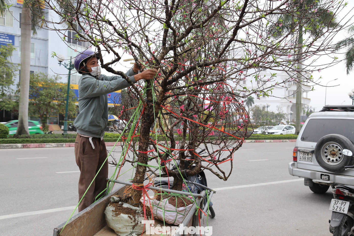 “Chở cây đào, cây quất đều phải cẩn thận. Từ lúc bê cây lên xe, cách buộc cây như thế nào để tránh gãy cành, rụng hoa. Vì chở đào, quất thường cồng kềnh, nên lúc di chuyển khó khăn hơn....”, anh Minh cho hay.