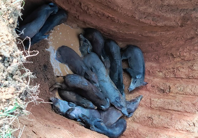 Tính đến nay, Nghệ An xuất hiện hơn 100 ổ dịch tả lợn châu Phi