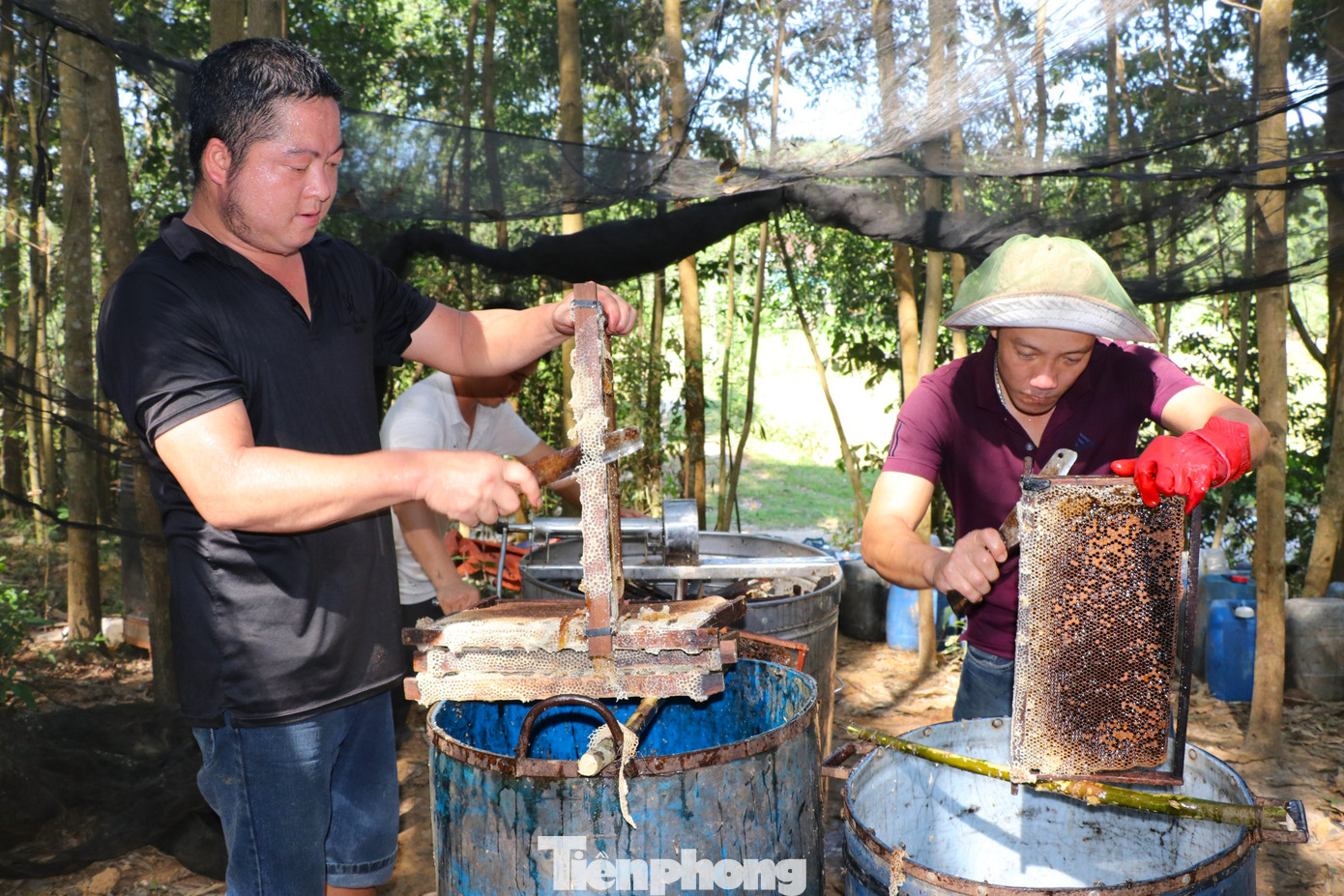 Theo anh Tuyền, hết mùa mật keo ở miền Trung sẽ đến mùa mật cao su, cà phê ở Tây Nguyên; mùa hoa nhãn, hoa vải lại quay ra miền Bắc. Thường thì các trại ong thường đóng gần nhau, hỗ trợ nhau quay mật sẽ tiết kiệm được chi phí, nếu các trại xa nhau thì phải thuê nhiều lao động địa phương để kịp tiến độ.