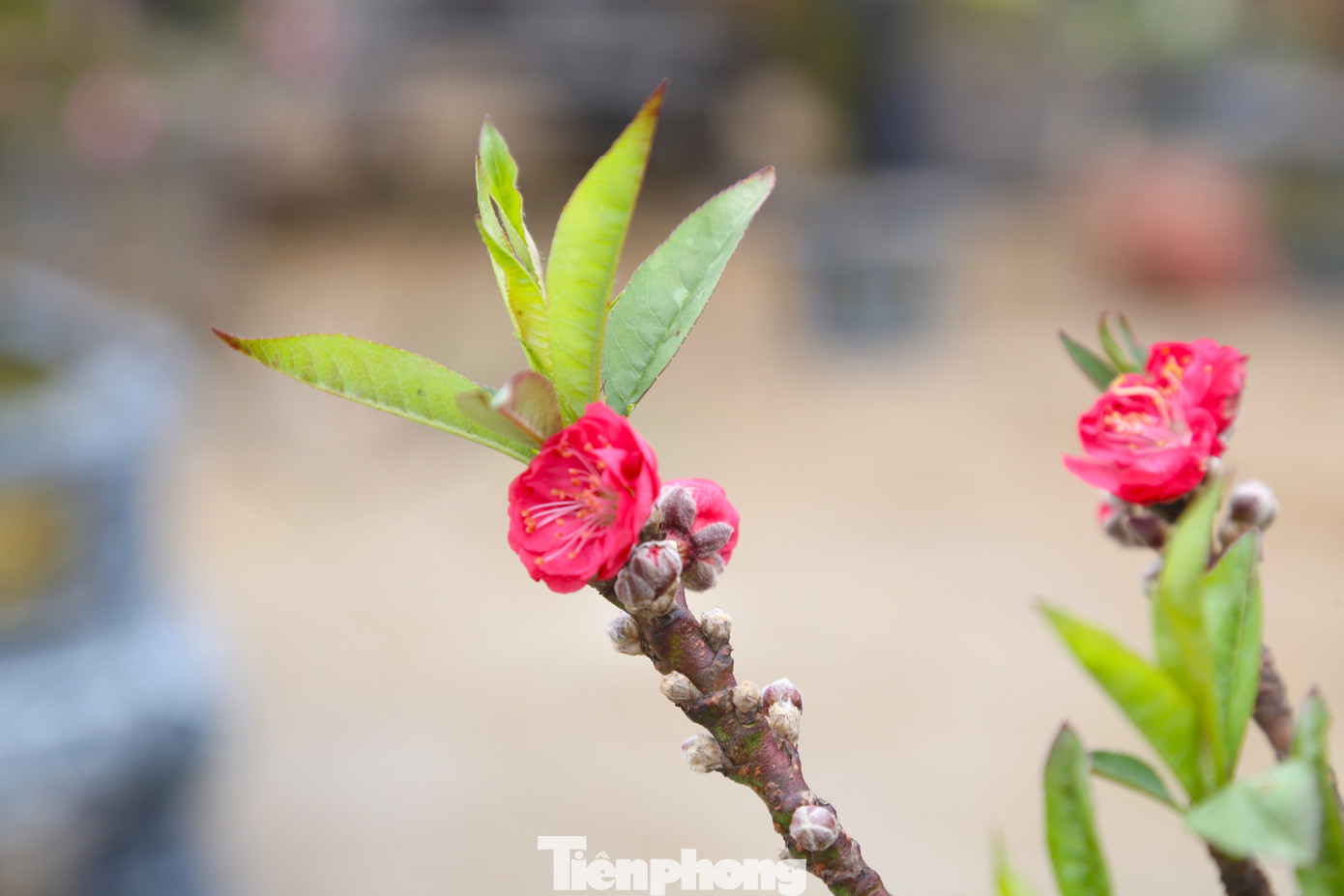 Cánh hoa nở có màu đỏ tươi. Các cây đều trổ nhiều lộc và rất nhiều nụ.