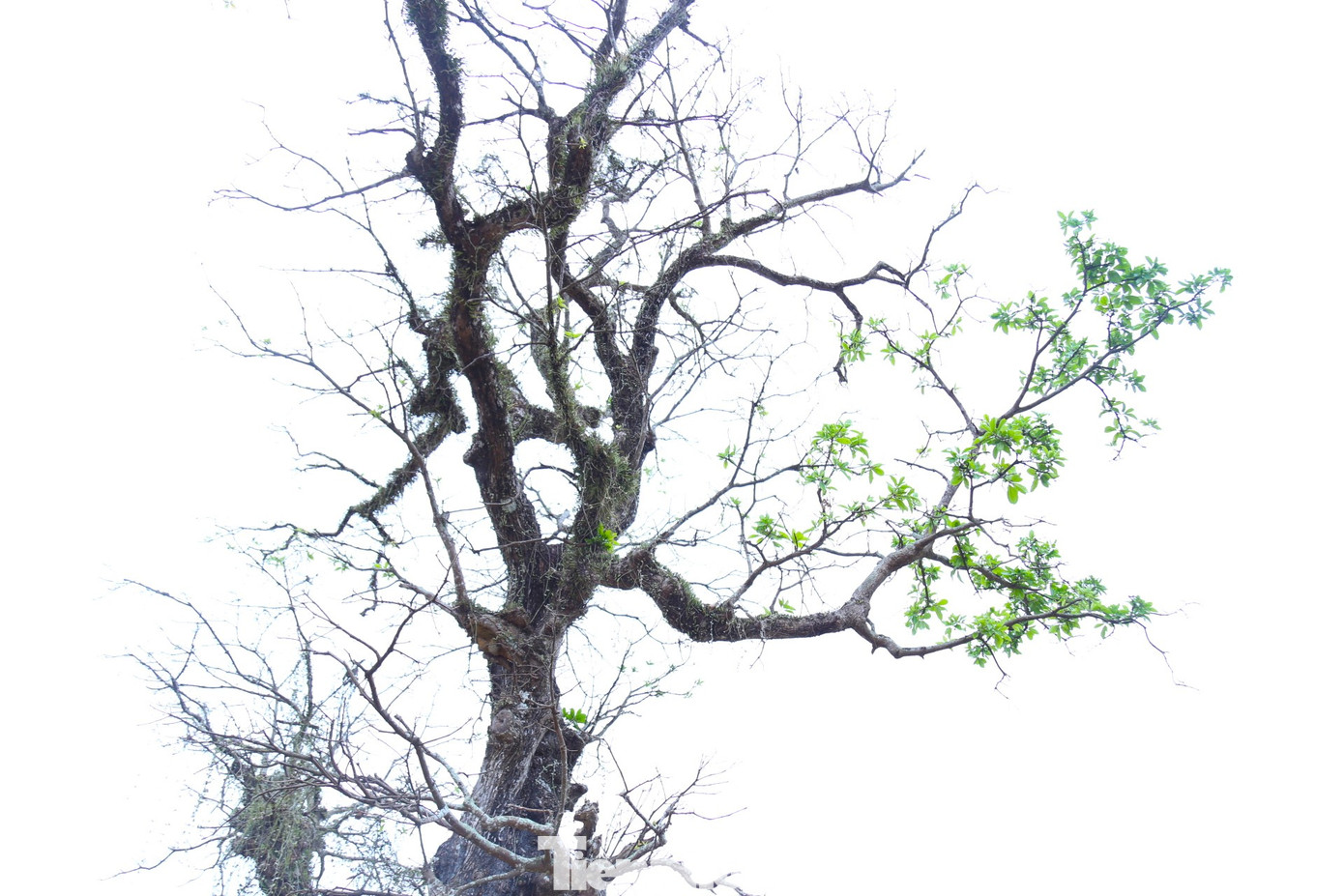 Đối với dân chơi cây cảnh, lộc vừng cổ thụ được xem là loại cây quý. Người chơi cây quan niệm lộc vừng sẽ “phát lộc” cho gia chủ, với một năm mới đầy tài lộc, may mắn.