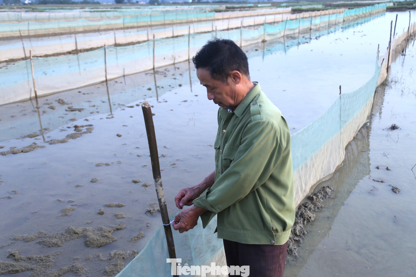 Cột dây cố định cọc Cột dây cố định cọc