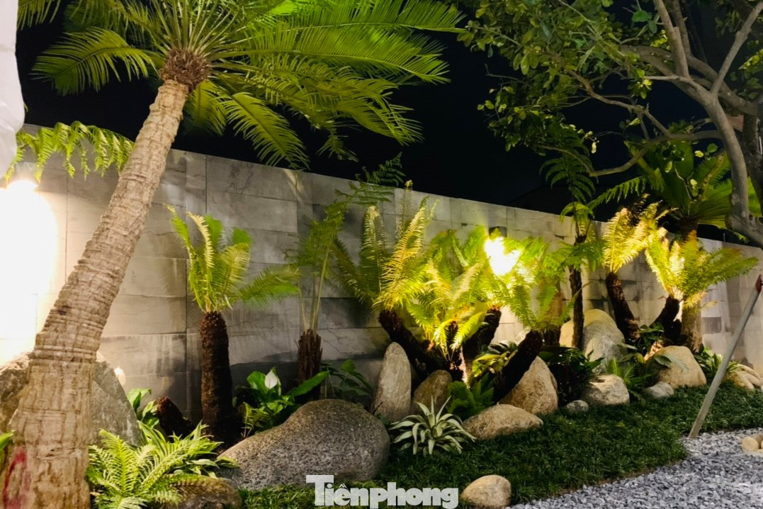 Tết năm nay, nhiều người biết và đặt mua dương xỉ để trang trí nhà cửa thay cho các loại hoa thông thường. “Tết này, tôi đã đặt mua 4 cây dương xỉ để trang trí sảnh nhà. So với các loài cây như quất, đào,... thì dương xỉ chơi được quanh năm lại phù hợp với túi tiền”, anh Trần Văn Khoa (trú phường Vinh Tân, TP Vinh) cho biết.