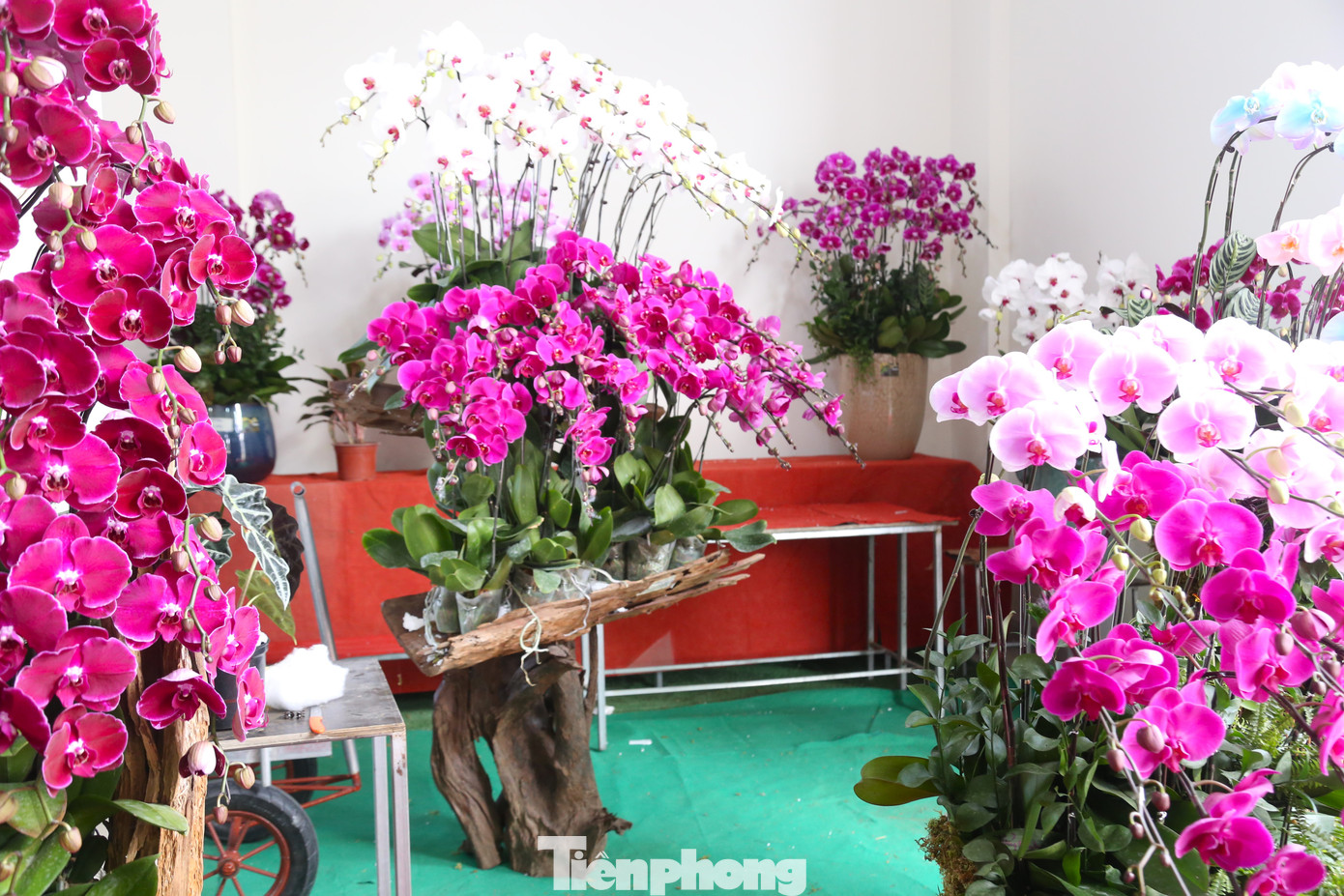 Còn khoảng 20 ngày nữa mới đến Tết Nguyên đán Giáp Thìn 2024, nhưng nhiều người đã bắt đầu tìm mua các loại hoa lan để chơi Tết. Trong đó, lan hồ điệp Đà Lạt được nhiều người chú ý.