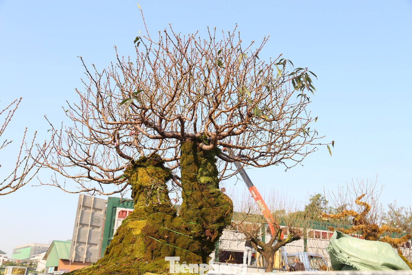 Lớp rêu phong trên gốc đào cổ thụ.