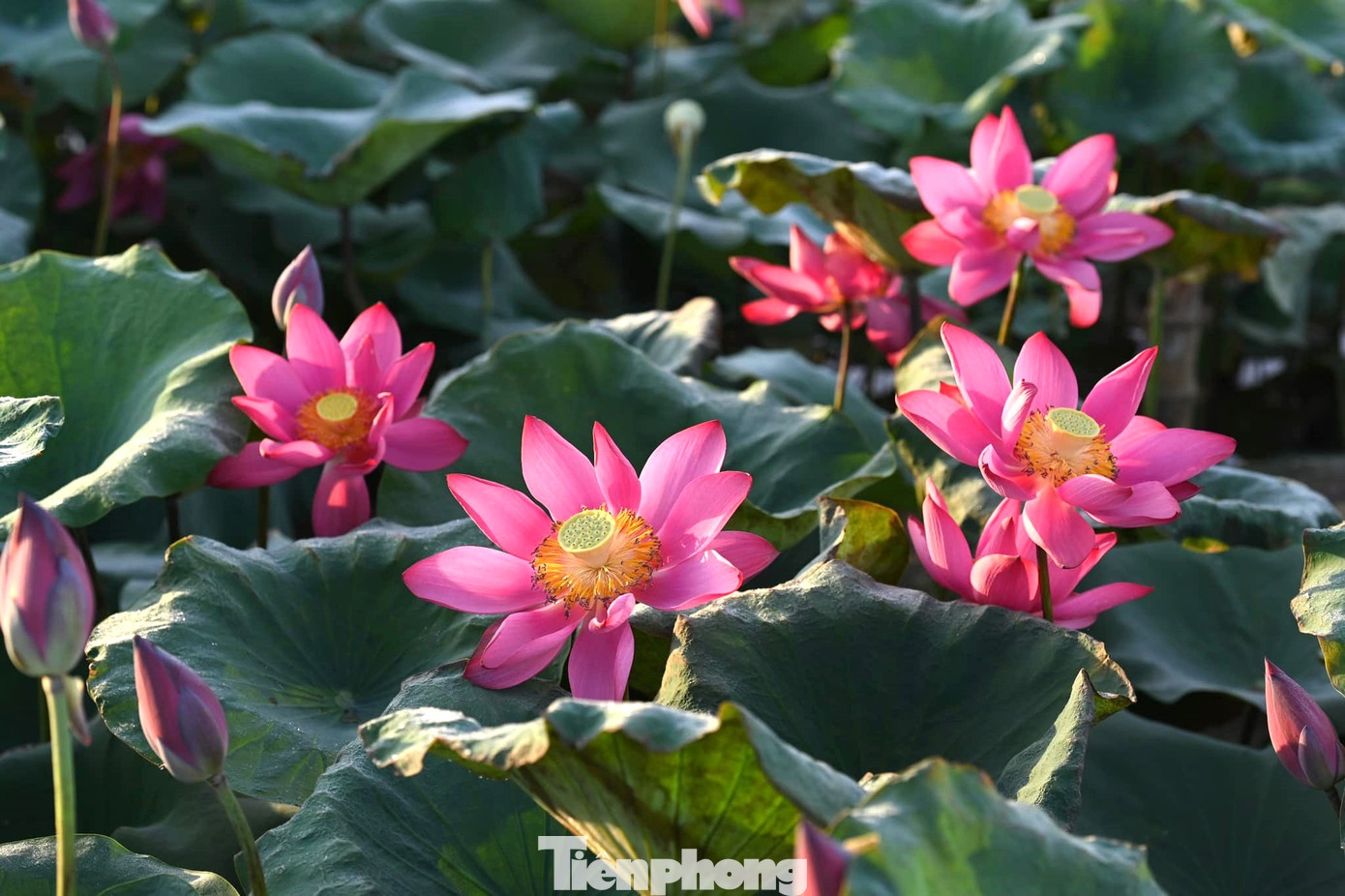 Sen đua nhau nở rộ, nối dài từ quê nội Làng Sen sang Hoàng Trù quê ngoại của Bác Hồ.