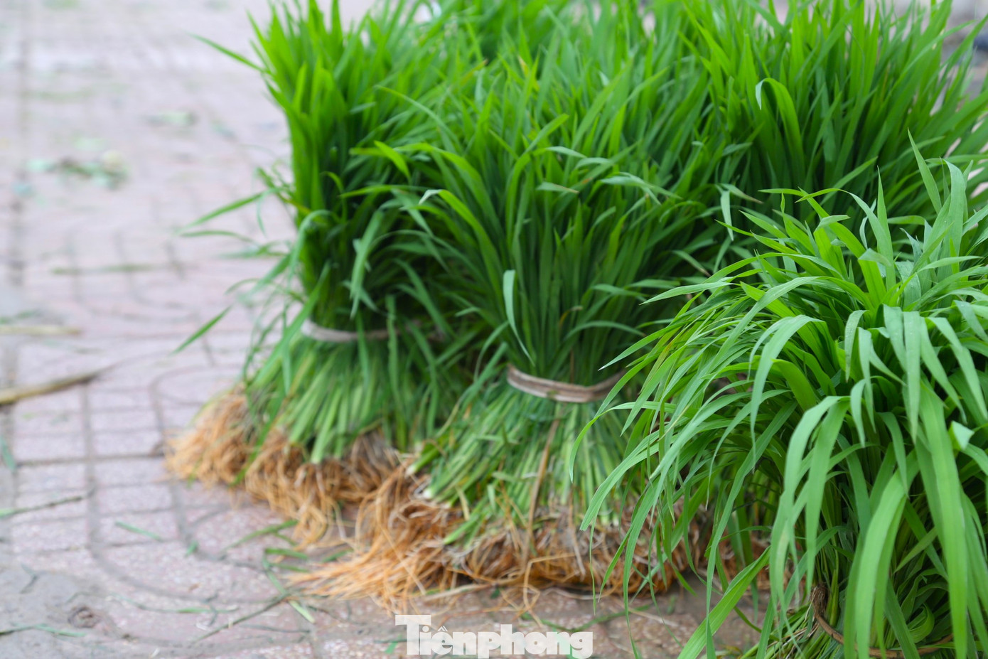 Lúa non được bó bằng sợi rơm khô, ai mua nhiều thì bán nhiều, mua ít thì bán ít; khiến phiên chợ đặc biệt này trở nên tấp nập lạ thường.