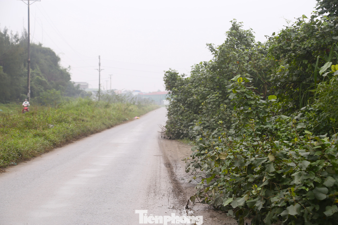 Nhiều đoạn cây cỏ dại mọc lan ra lòng đường, ban đêm không có ánh đèn khiến người tham gia giao thông qua đây vào buổi tối luôn bất an, lo sợ.