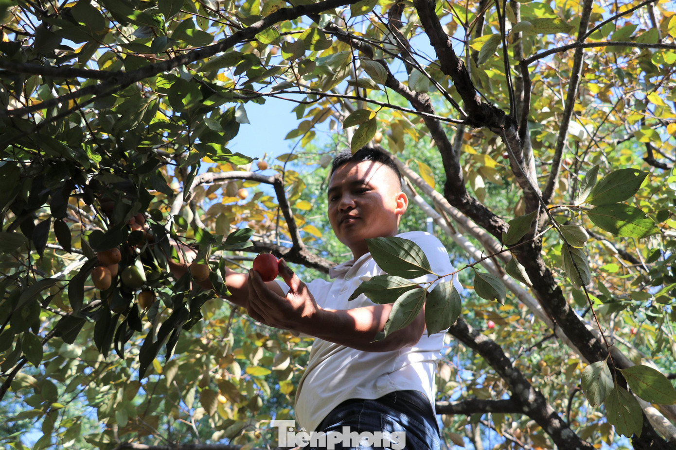 Sau 2 năm liên tiếp mất mùa, năm nay, do thời tiết thuận lợi nên cây hồng sinh trưởng và phát triển tốt. Nhờ giá bán hồng ổn định, nên người nông dân thu hoạch hồng đến đâu, thương lái thu mua hết đến đó.