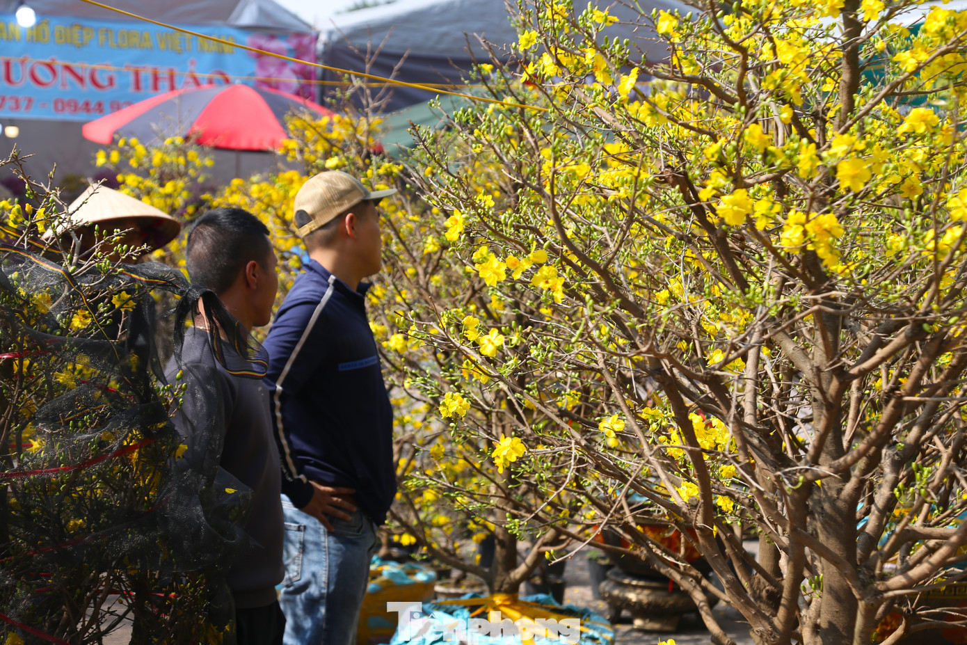 Khách đến xem mai nhưng ít người mua.