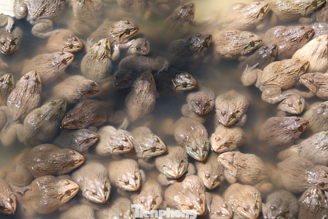 Thành thường xuyên phân loại ếch, do đó, ếch luôn phát triển đồng đều.