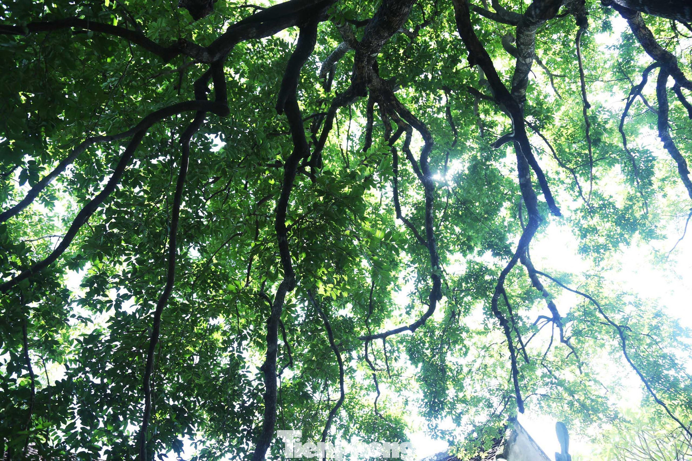 Cành lá của cây thị cổ thụ vươn cao, đan khít vào nhau tỏa bóng mát cả một khoảng rộng lớn.