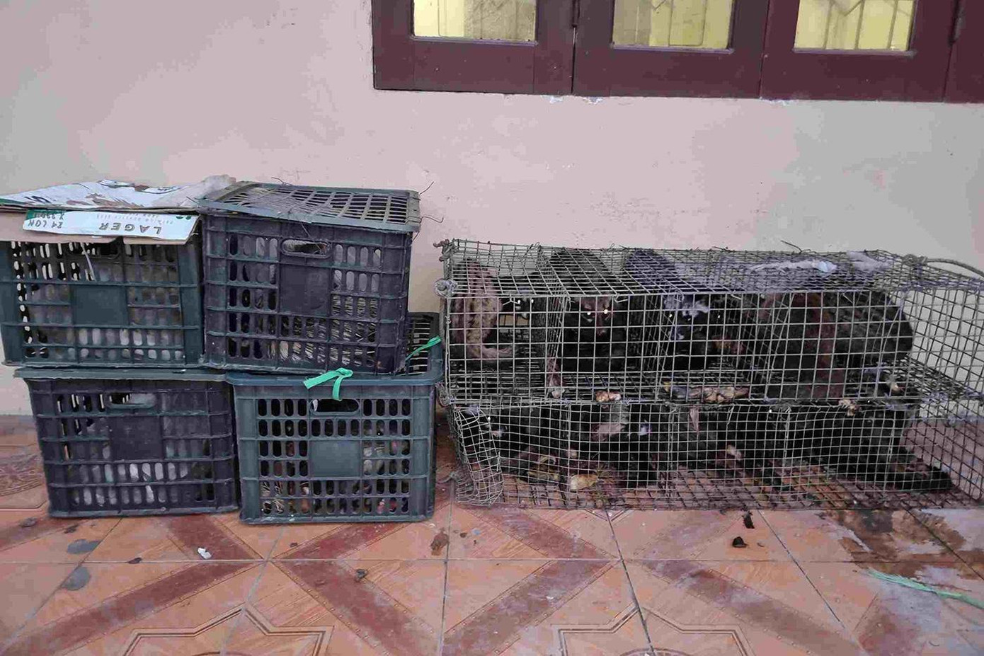 17 cá thể động vật nhốt trong lồng sắt