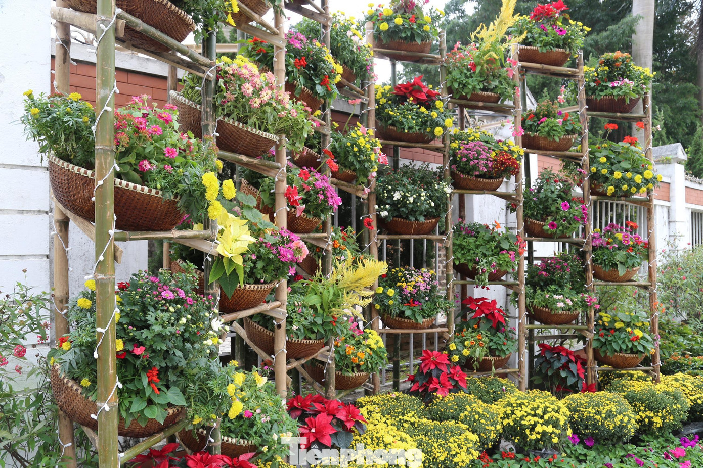 Sắc hoa tràn ngập tuyến phố như khoác tấm áo mới trong ngày Tết.