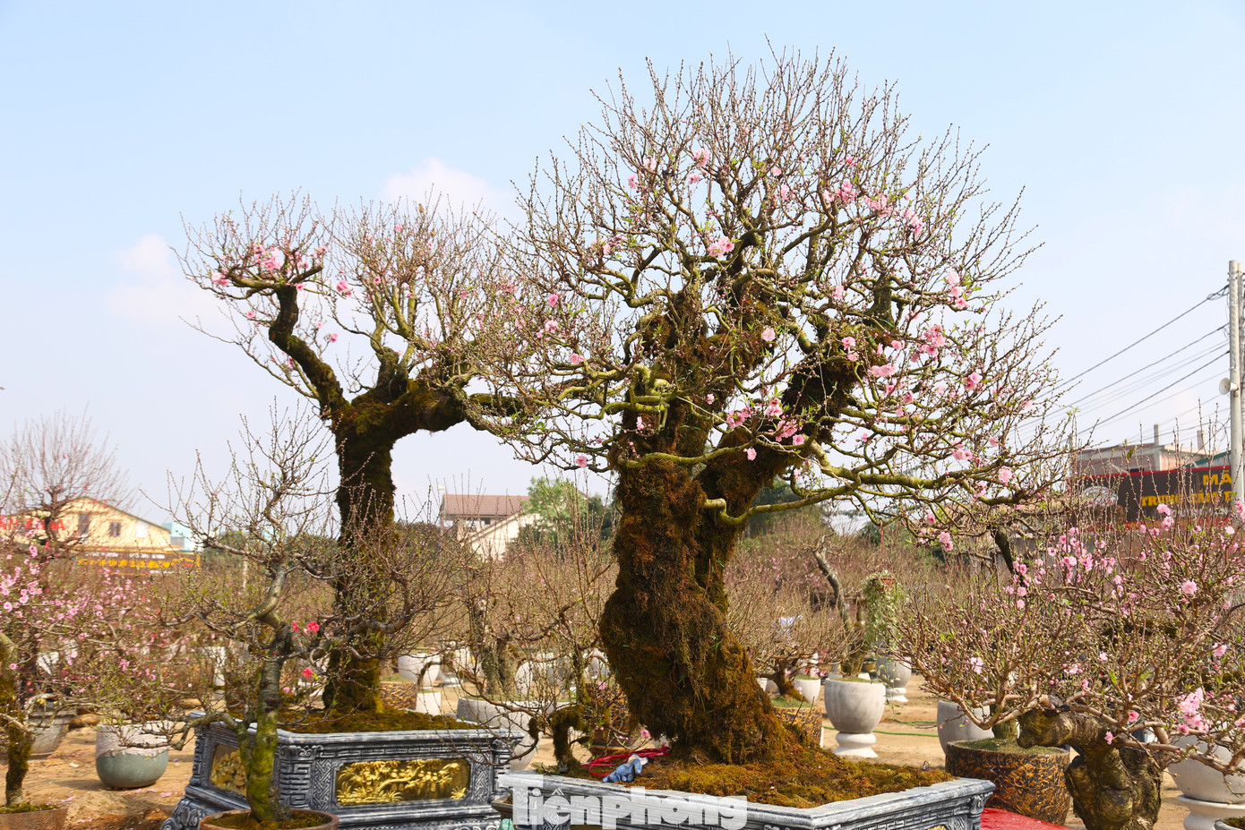 Thời điểm này, các con đường lớn ở TP. Vinh (Nghệ An) đã tràn ngập đào phục vụ người dân trong dịp Tết Nguyên đán Ất Tỵ. Nổi bật là gốc đào cổ cuốn rêu, được bán với giá 120 triệu đồng.