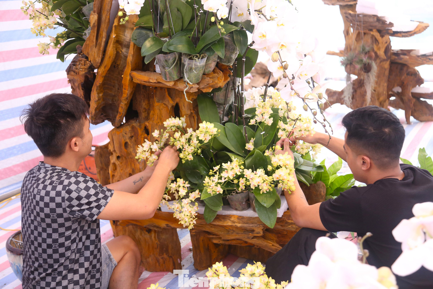 Anh Trần Đức Bảo, chủ một cơ sở kinh doanh hoa lan tại TP Vinh, Nghệ An cho biết, dịp Tết này, anh thuê 8 thợ chuyên cắm hoa từ các tỉnh phía Nam ra, trong đó có 4 thợ chính, 4 thợ phụ. Thợ cắm hoa lan bắt đầu làm từ đầu tháng Chạp và thường kết thúc công việc vào khoảng 27 - 29 Tết. Anh Trần Đức Bảo, chủ một cơ sở kinh doanh hoa lan tại TP Vinh, Nghệ An cho biết, dịp Tết này, anh thuê 8 thợ chuyên cắm hoa từ các tỉnh phía Nam ra, trong đó có 4 thợ chính, 4 thợ phụ. Thợ cắm hoa lan bắt đầu làm từ đầu tháng Chạp và thường kết thúc công việc vào khoảng 27 - 29 Tết.