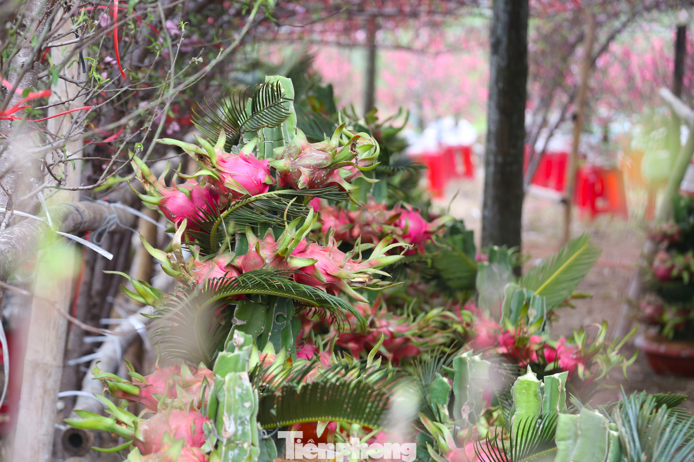 Ngoài đào, mai, quất ...thì thanh long uốn rồng được người dân lựa chọn làm cây cảnh chưng trong những ngày Tết với hy vọng được may mắn, bình an, cát tường, thịnh vượng cho cả gia đình.