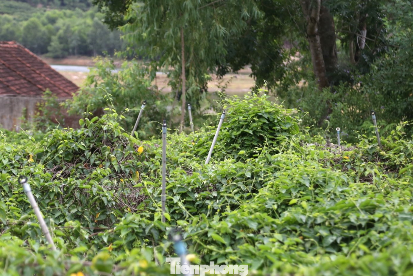 Hệ thống tưới tự động giúp cây thiên lý luôn đủ độ ẩm.