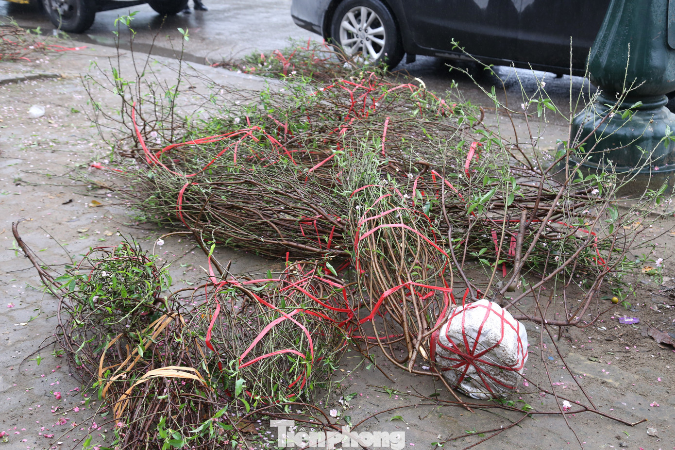 Tuy nhiên, có nhiều cành đào cũng bị vứt bỏ do xấu hỏng.