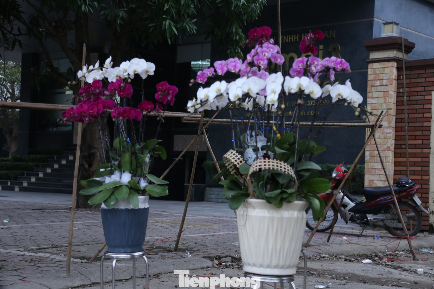 Những chậu lan đại hạ giá được bày bán bên đường