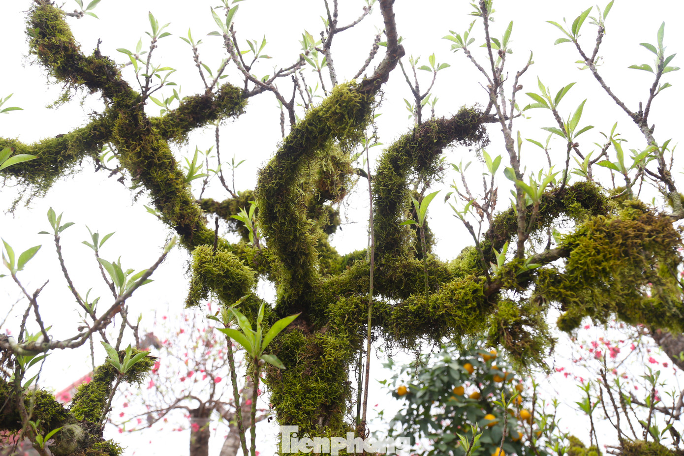 “Giá trị của đào thất thốn không chỉ ở hoa và lộc, mà còn bởi hầu hết đều có dáng thế hoàn toàn tự nhiên, mang vẻ đẹp nguyên bản, đơn sơ”, anh Hoàng Quân, chủ một vườn hoa trên đường 72m, TP Vinh cho hay.