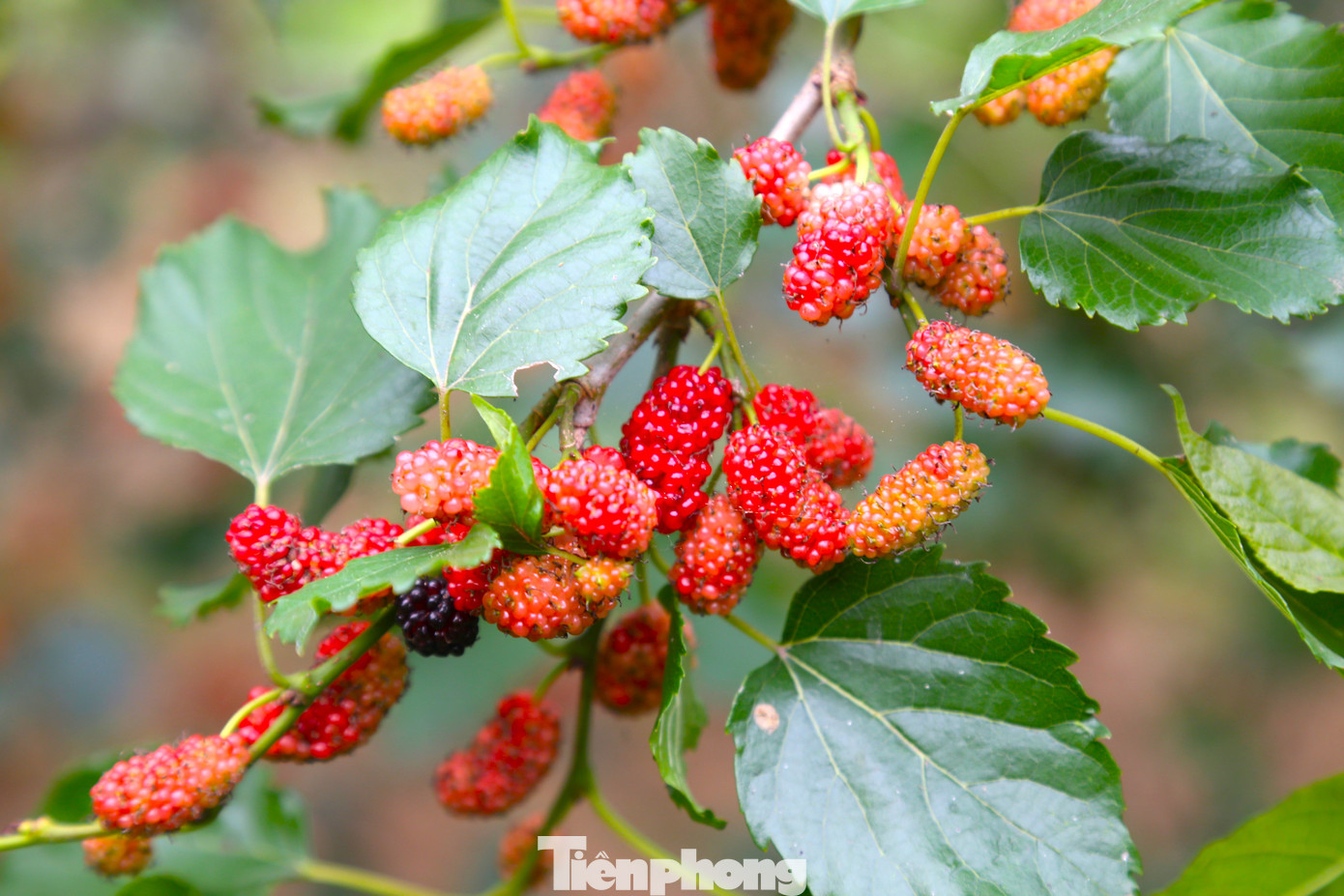 “Dâu một năm thu hoạch khoảng một tháng nhưng không tốn công, không phải đầu tư nhiều, so với trồng các loại rau ngắn ngày thì hiệu quả cao gấp 3-4 lần. Quả dâu tằm có nhiều tác dụng, vừa ngâm đường làm sirô giải khát mùa hè, vừa ngâm rượu uống, vừa ép nước hay phơi khô làm thuốc...”, ông Vinh cho hay.