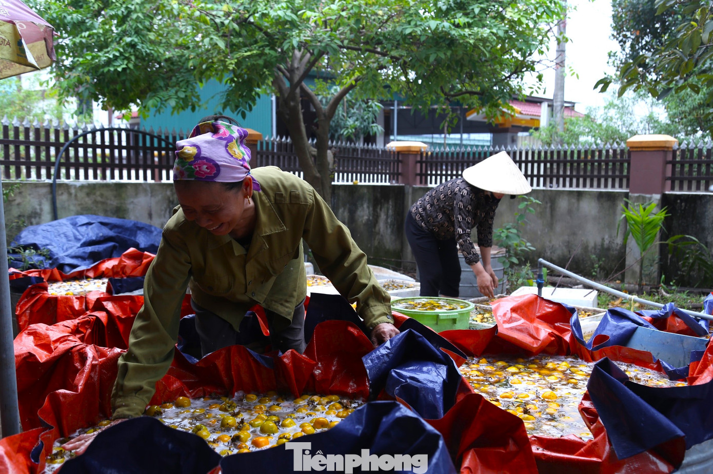 “Hồng ở Nam Anh có vỏ mỏng, nhiều cát và ngọt nên được nhiều khách hàng ưa chuộng. Hồng mất mùa không chỉ người trồng thất thu mà những người làm dịch vụ khác như thu hái, ngâm, phân loại, vận chuyển hồng… cũng bị ảnh hưởng theo”, chị Sâm cho hay. “Hồng ở Nam Anh có vỏ mỏng, nhiều cát và ngọt nên được nhiều khách hàng ưa chuộng. Hồng mất mùa không chỉ người trồng thất thu mà những người làm dịch vụ khác như thu hái, ngâm, phân loại, vận chuyển hồng… cũng bị ảnh hưởng theo”, chị Sâm cho hay.
