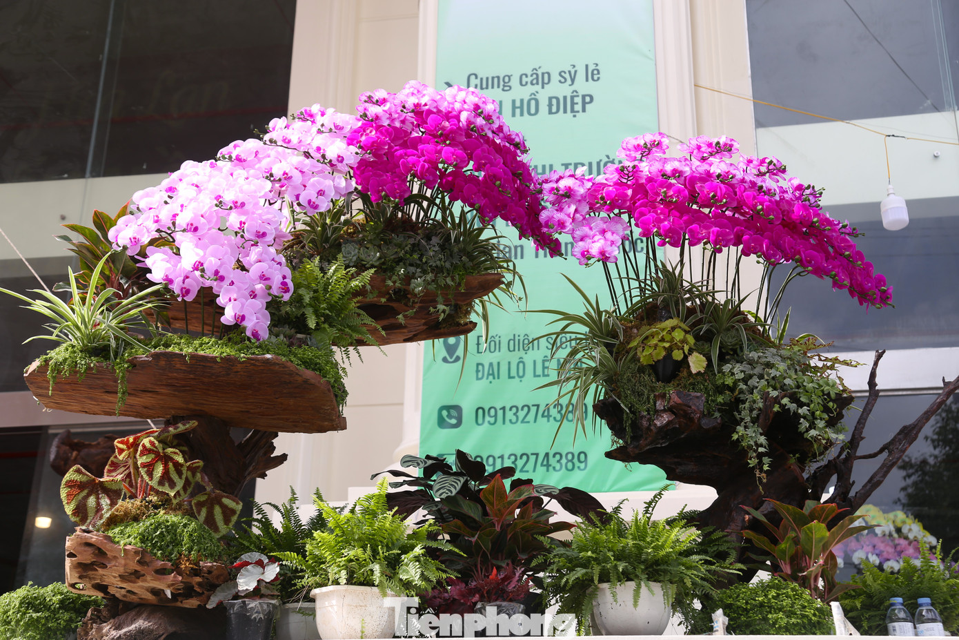Nhiều chậu lan hồ điệp khủng cao gần 2m có giá hàng chục triệu đồng.