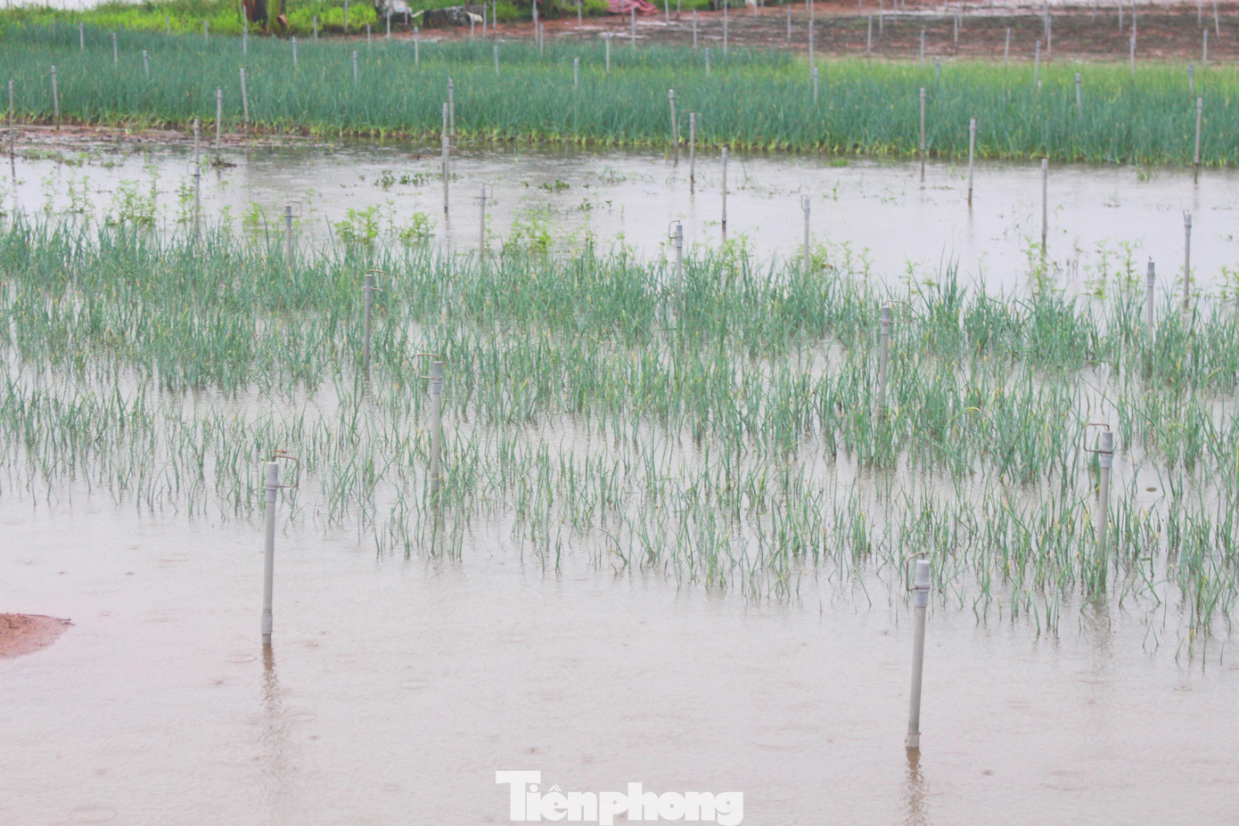 Tại các cánh đồng rau huyện Quỳnh Lưu, mưa to đã làm ngập nhiều diện tích rau màu, gây thiệt hại nặng.