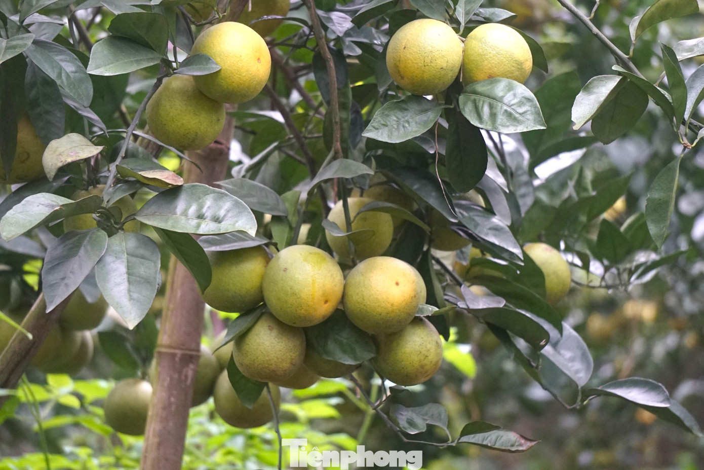Tuy nhiên năm nay do thời tiết bất lợi, đặc biệt là những đợt mưa lớn bất thường khiến nhiều vườn cam của bà con bị rụng quả hàng loạt, nhiều hộ ‘đứng ngồi không yên’, lo mất Tết sau một năm dày công chăm sóc. Tuy nhiên năm nay do thời tiết bất lợi, đặc biệt là những đợt mưa lớn bất thường khiến nhiều vườn cam của bà con bị rụng quả hàng loạt, nhiều hộ ‘đứng ngồi không yên’, lo mất Tết sau một năm dày công chăm sóc.