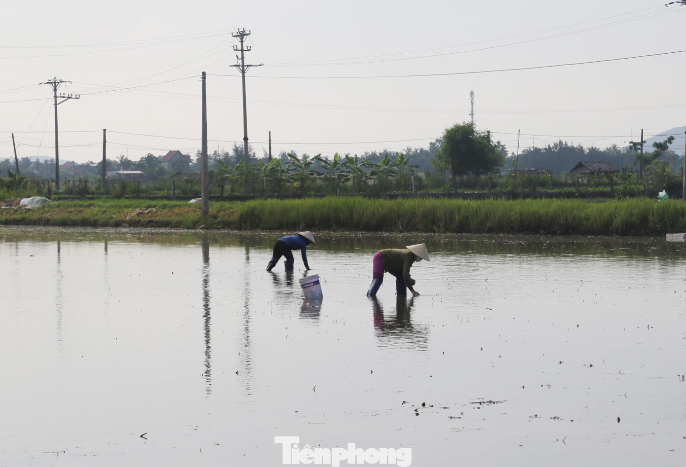 Nông dân Quỳnh Lưu lội ruộng bắt ốc bươu vàng