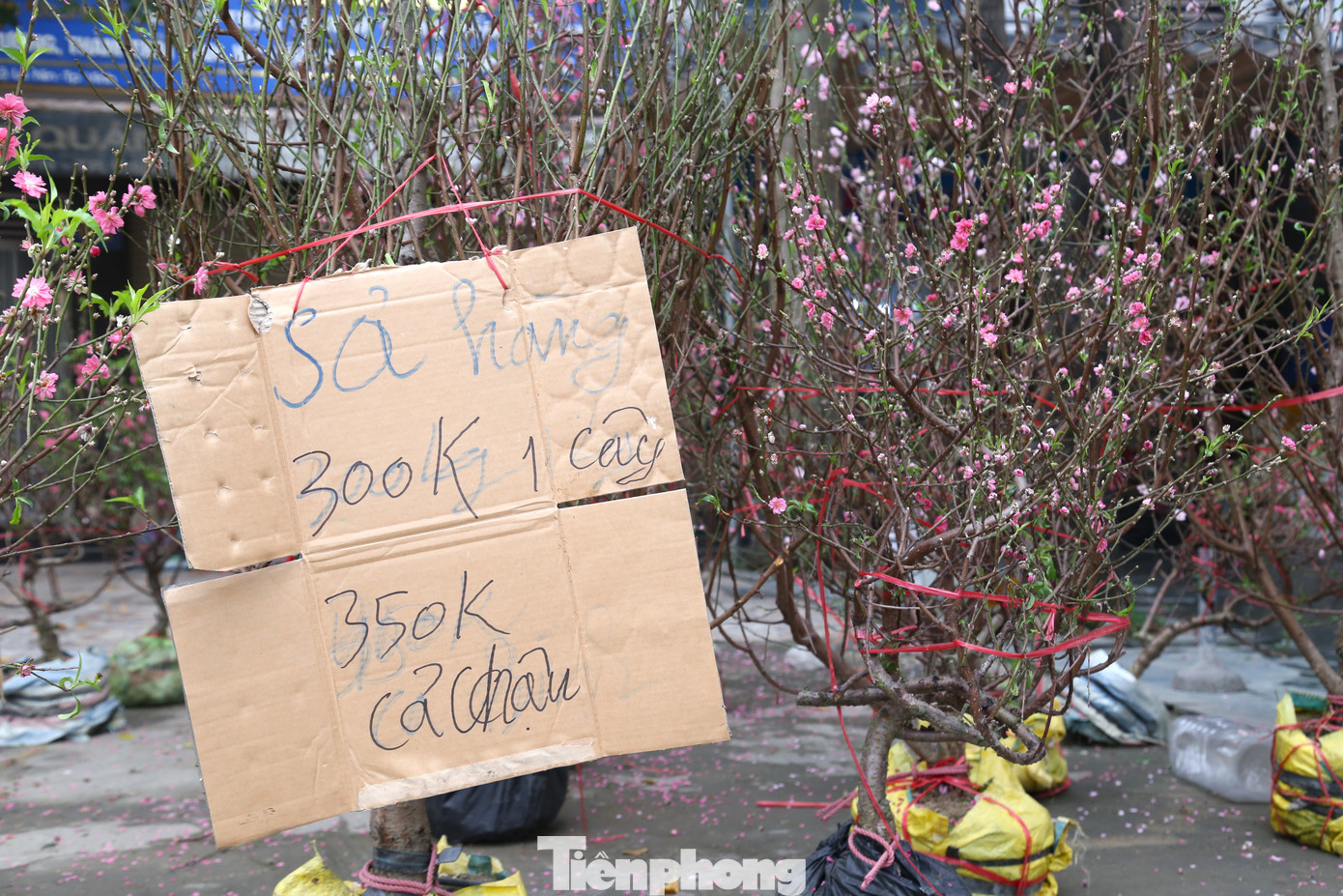 “Tôi buôn đào ở đây đã nhiều năm, nhưng chưa năm nào sức mua lại yếu như năm nay. Mấy hôm trước, một cây đào giá tiền triệu, nay giảm chỉ còn 300 nghìn đồng, cây đào nhỏ giảm còn 100 nghìn đồng nhưng vẫn ế. Giờ tôi chỉ mong bán được nhanh để kịp về đón Tết với gia đình”, bà Tâm than thở.