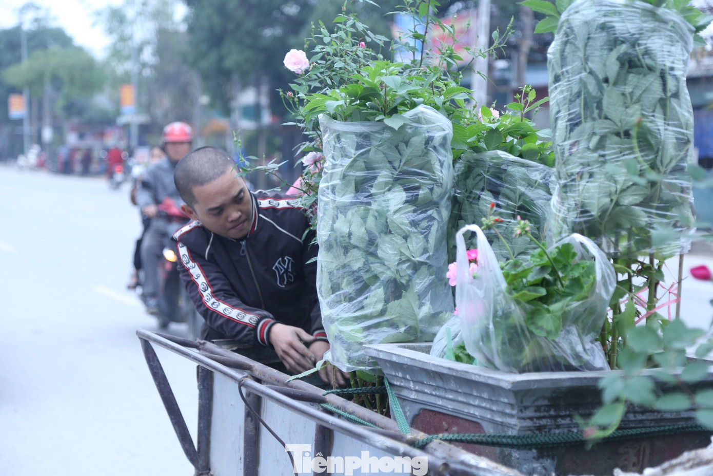 “Tôi được thuê bốc vác chậu cảnh từ xe tải xuống và bốc lên xe cho khách hàng, một ngày được trả 500.000 đồng. Chỉ cần kiếm được tiền chúng tôi đều vui dù công việc cực nhọc”, anh Trần Văn Huy (33 tuổi), một người làm thuê tại vườn hoa trên Đại lộ Lê Nin, TP Vinh tâm sự.