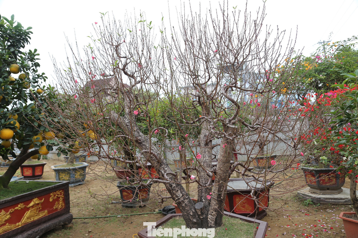 Dịp này, nhiều gốc đào cũng đã xuống phố phục vụ nhu cầu chơi Tết sớm của người dân.