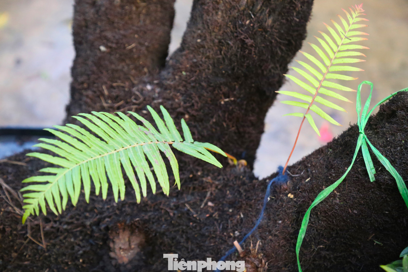 Dương xỉ có sức sống mãnh liệt, vươn lên như loài cỏ dại, thể hiện ý chí kiên cường.