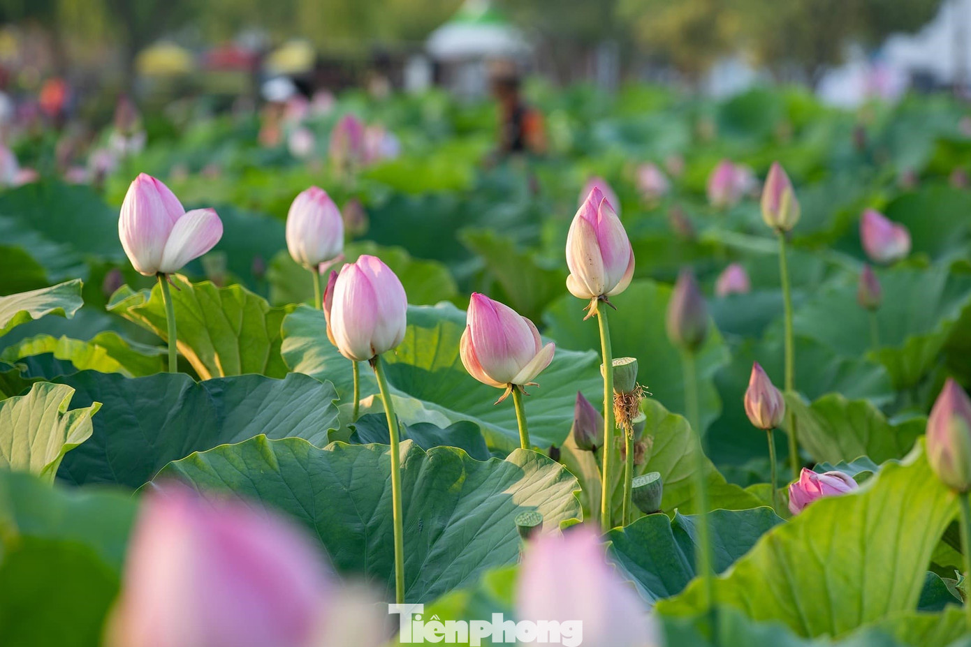 Mùa sen ở xứ Nghệ thường kéo dài từ tháng 6 đến tháng 9. Thời gian đẹp nhất để ngắm và chụp sen là từ 5 – 9 giờ sáng, khi hoa bắt đầu bung nở dần.
