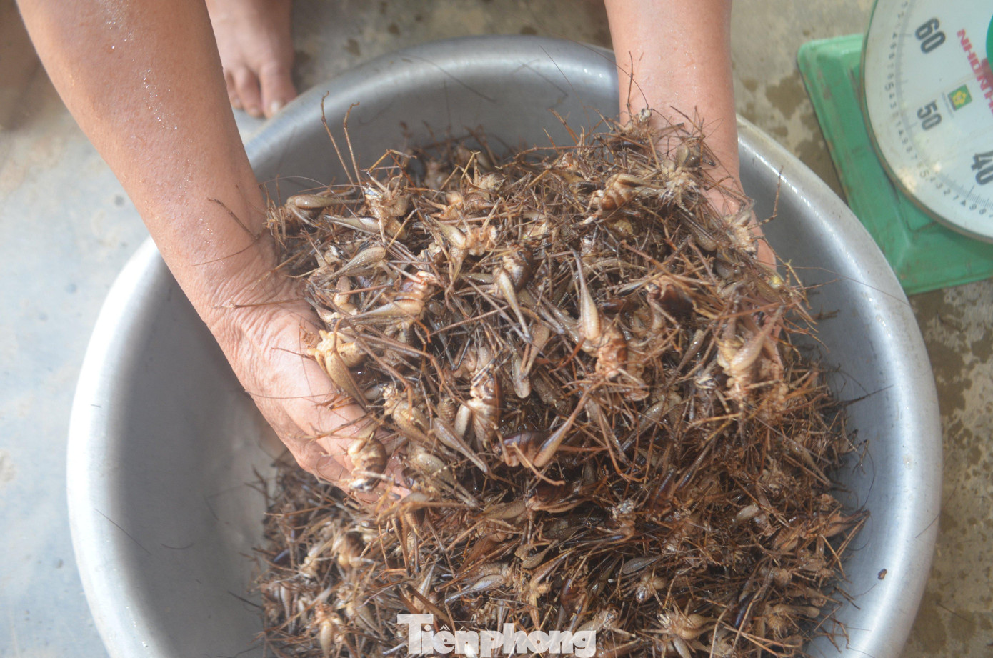 Dế rừng sau khi bắt về được rửa sạch sẽ rồi rút phần ruột ra, sau đó rang sả ớt hoặc lá chanh làm món nhậu. Dế rừng có nhiều chất đạm, khi ăn có vị béo, thơm ngon.