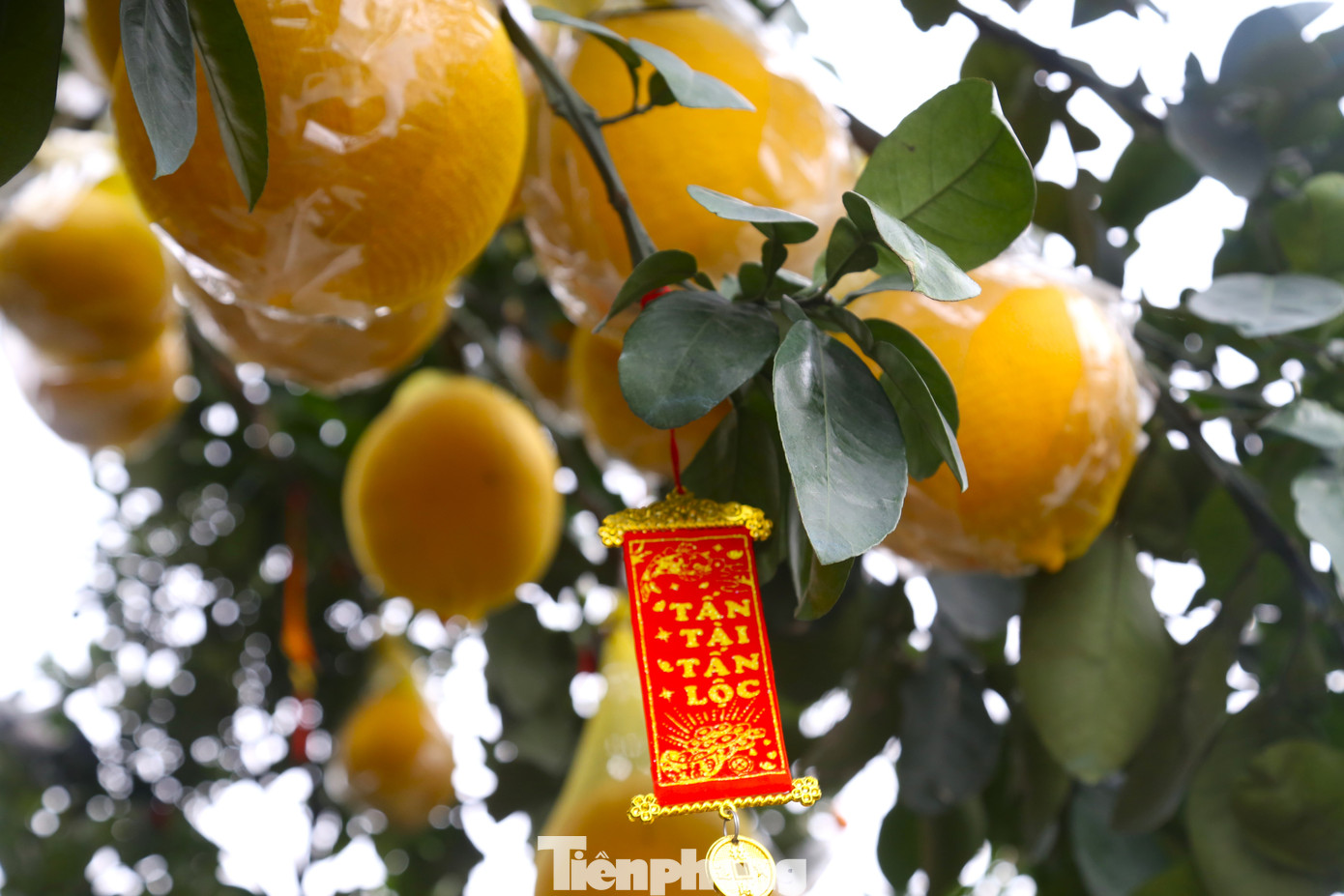 Theo khảo sát, năm nay, giá bưởi trung bình từ 10 - 40 triệu đồng/chậu, chỉ một số ít cây lớn, lâu năm, dáng, thế độc lạ mới có giá khoảng 80 triệu đồng/chậu.