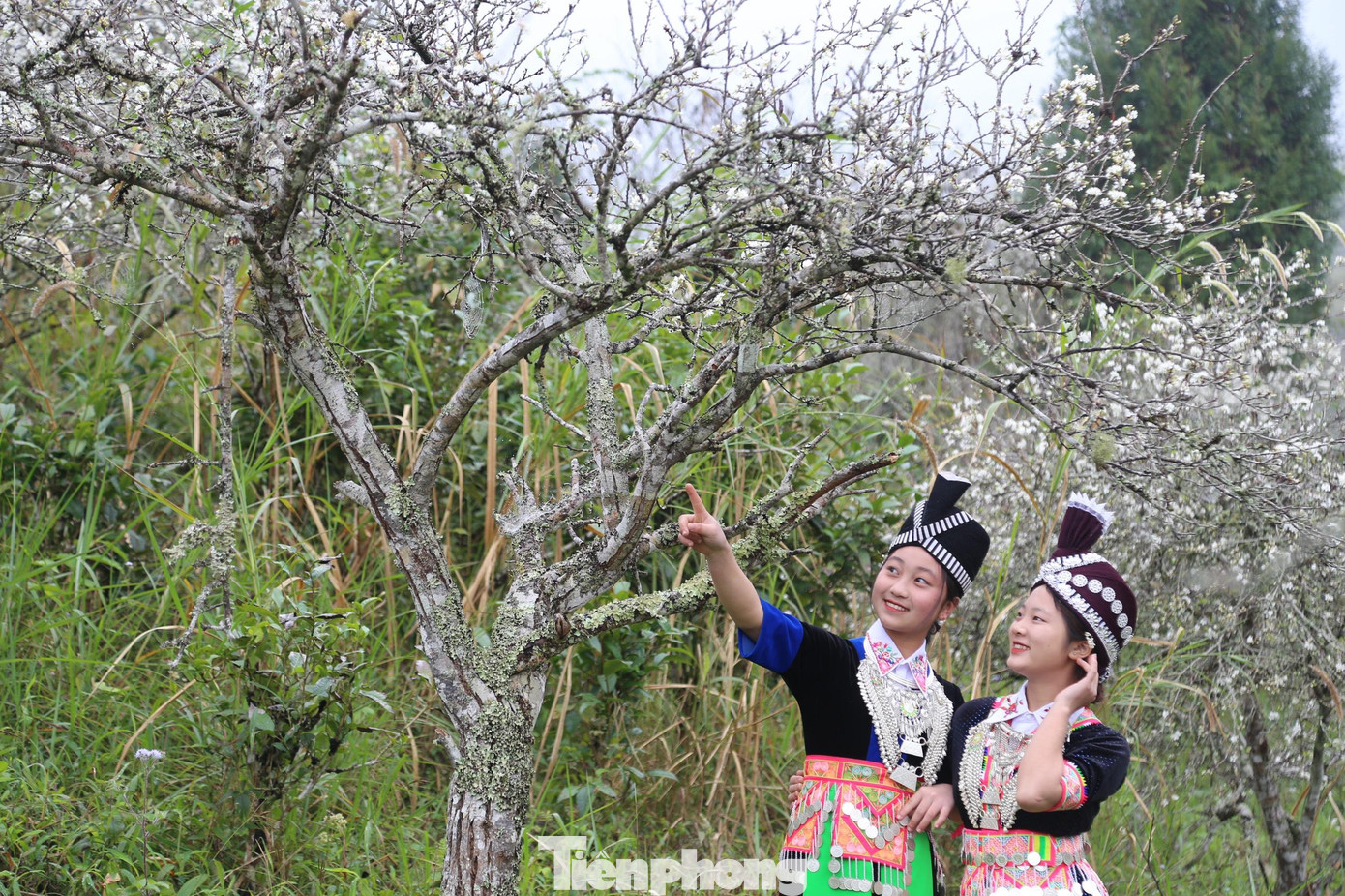 Bước chân vào những vạt đồi hoa mận, một màu trắng tinh xen lẫn màu của những gốc mận cổ thụ xù xì, mùi hương mận dịu nhẹ, thoảng bay theo gió như đang lạc vào cõi tiên.