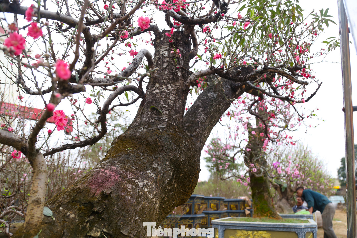 Điểm nhận dạng đào cổ thụ là gốc và thân to, vỏ cây xù xì, gai góc, có tuổi đời hàng chục năm.