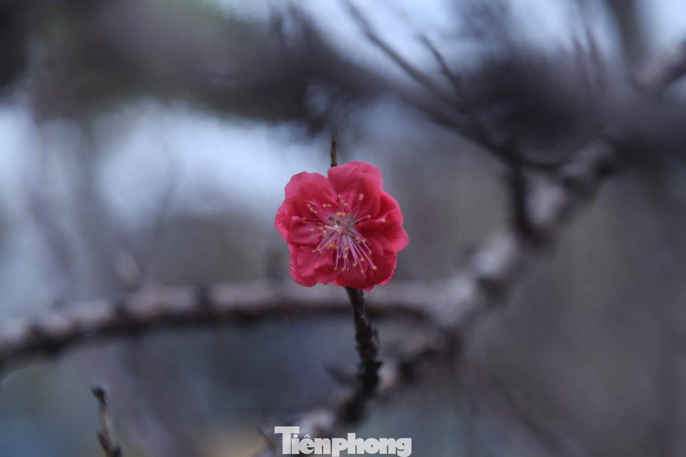 Bông hoa đào Thất Thốn rực rỡ đón Tết