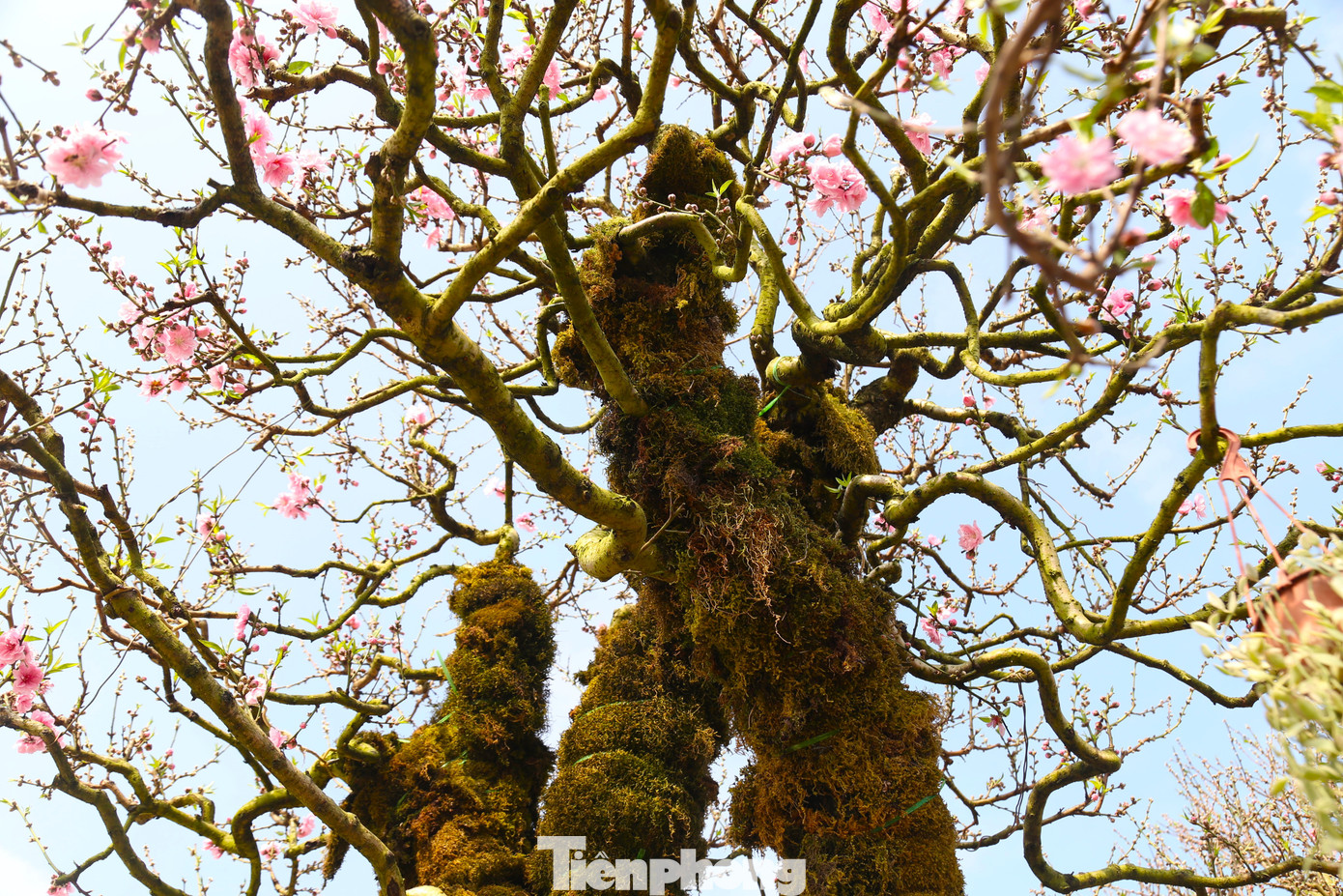 Cây đào có rất nhiều cành, hoa và chi chít nụ.